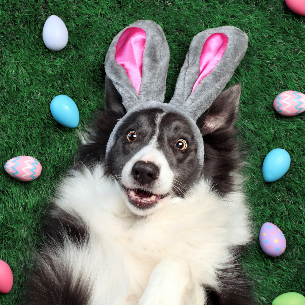 Vente de vitamines de printemps !!