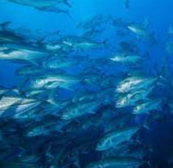 Limited STOCKS, very SCARCE!